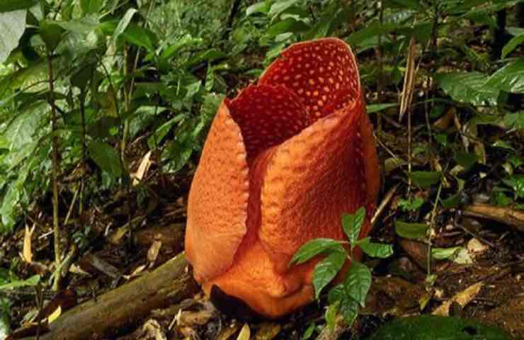 rafflesia arnoldii curiosità 