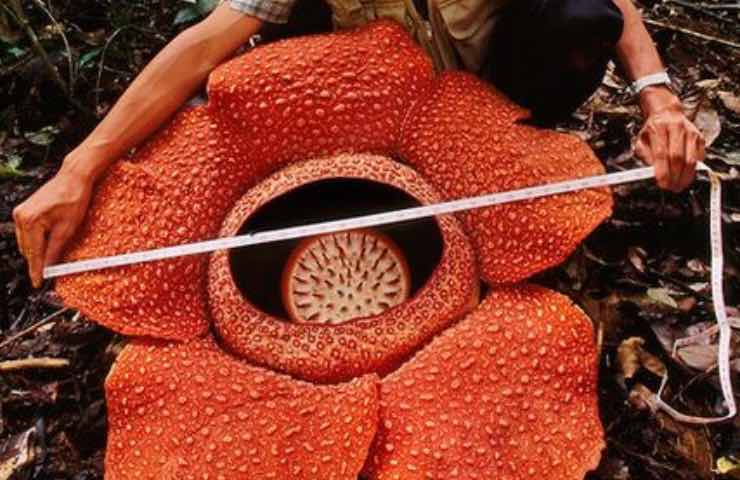 Rafflesia Arnoldii, la fleur-cadavre en voie de disparition - Astuces ...