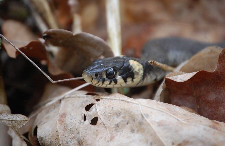 serpenti errori da non fare