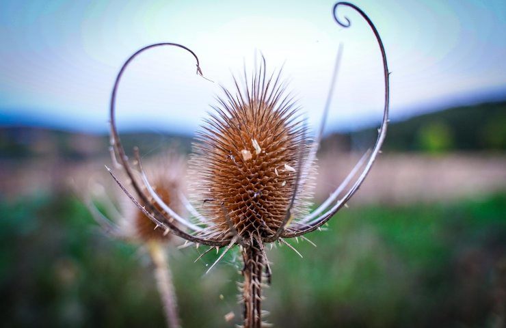 cambiamenti climatici, siccità, afa, clima, piante, fiori, arido