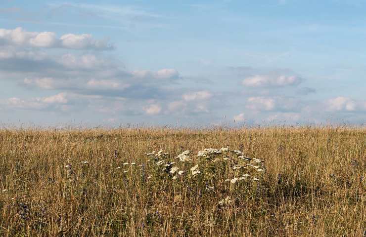 terreno, secco, giardino, giardinaggio, afa, siccità