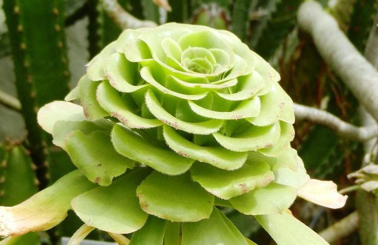 siccità, fiori, piante, agave, lavanda, giardino