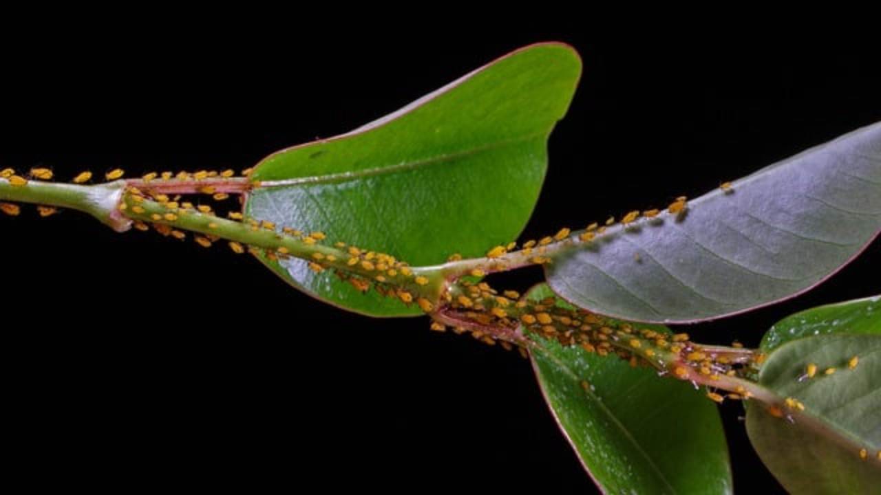 Insetti e parassiti sulle piante, finalmente abbiamo la soluzione