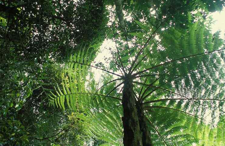 albero scomparso ritrovato Foresta Atlantica