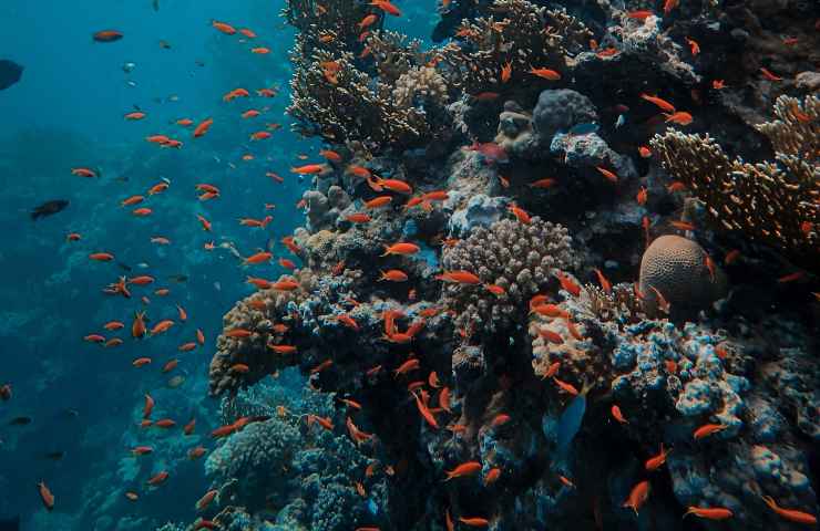 Alberi di pero abbattuti diventano barriera corallina