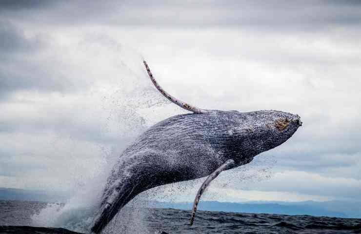Caccia alle balene: riparte