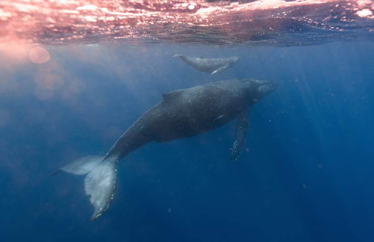Caccia alle balene: sale la preoccupazione