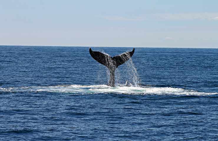 Balena, si apre la caccia: cosa sta succedendo 