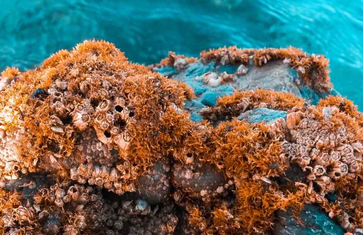 Alberi di pero abbattuti diventano barriera corallina, l'ultima scoperta degli scienziati