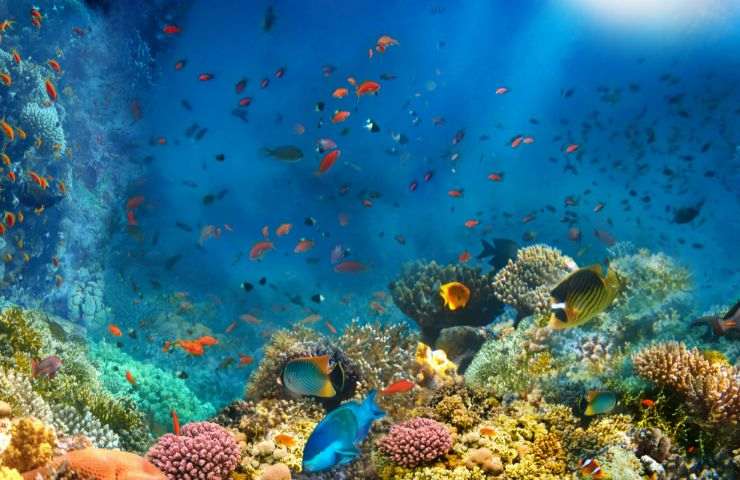 Acidificazione oceani coralli conseguenze 