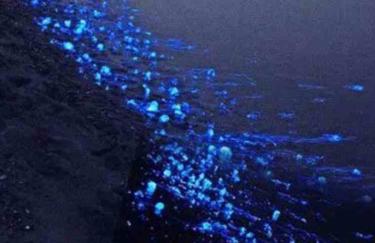 Bioluminescenze