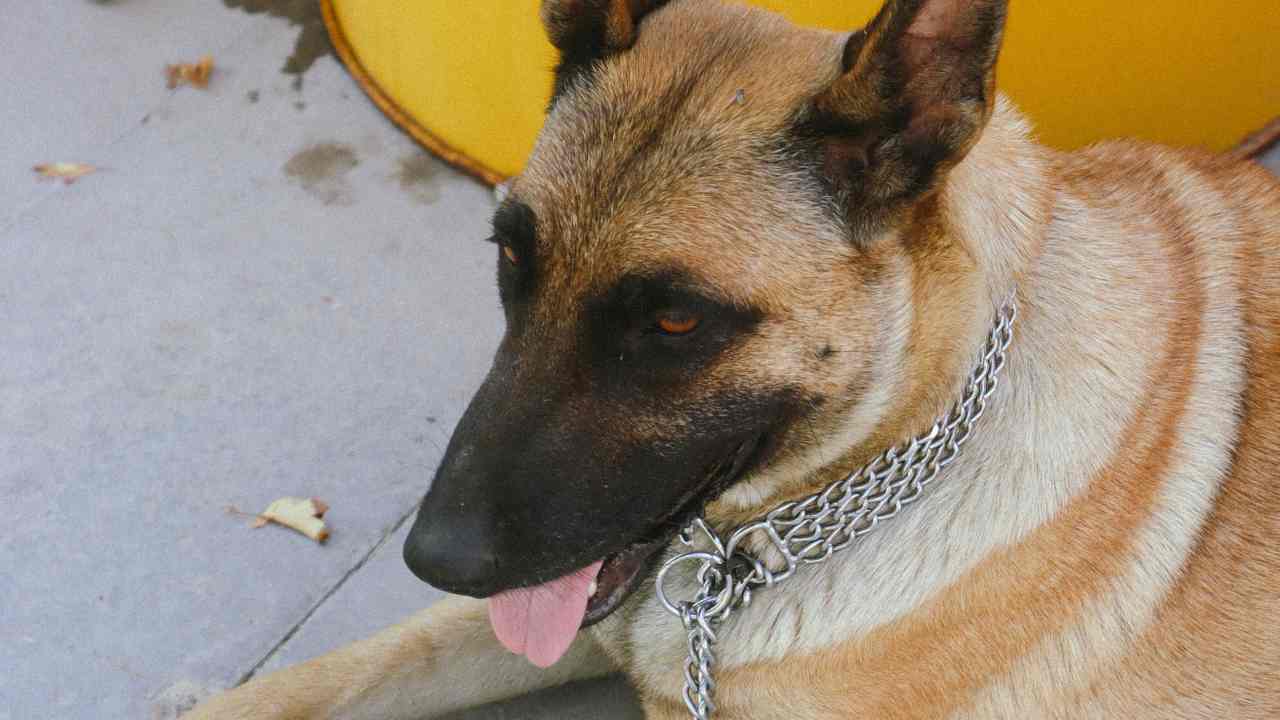 I collari antiabbaio sono stati vietati,