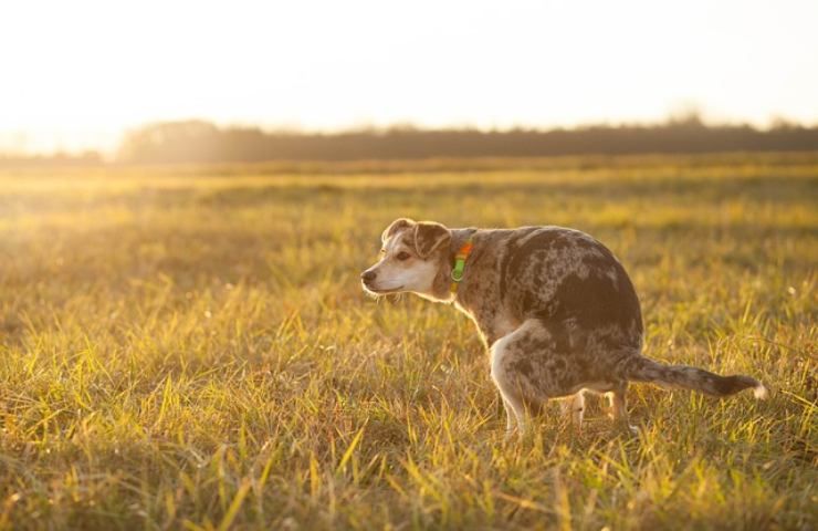 Escrementi e cani, multe per i trasgressori