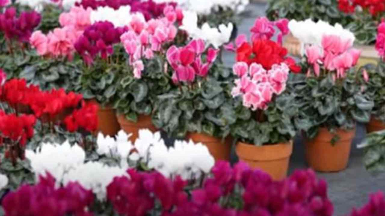 Cure e segreti per non far seccare il ciclamino per tutto l'inverno