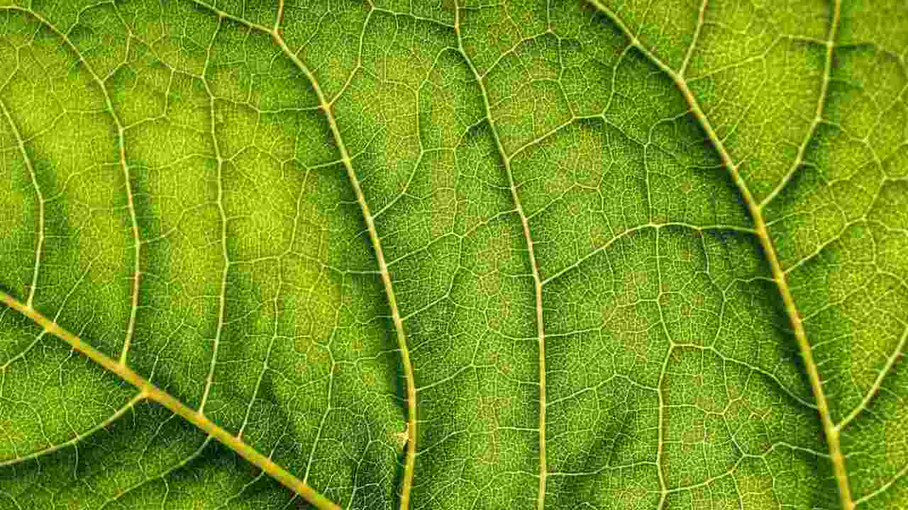 Come respirano le piante, foglia (Foto Pexels) - orizzontenergia.it