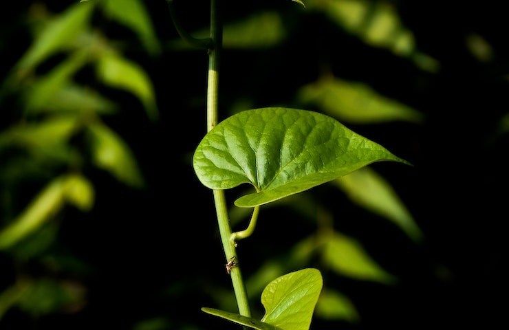Come respirano le piante, ramo (Foto Pexels) - orizzontenergia.it