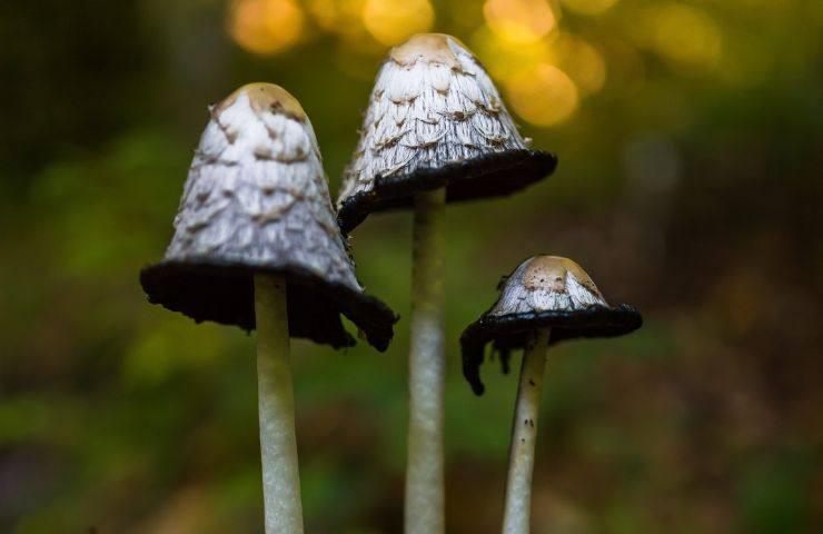 Funghi curiosi commestibili fungo dell'inchiostro