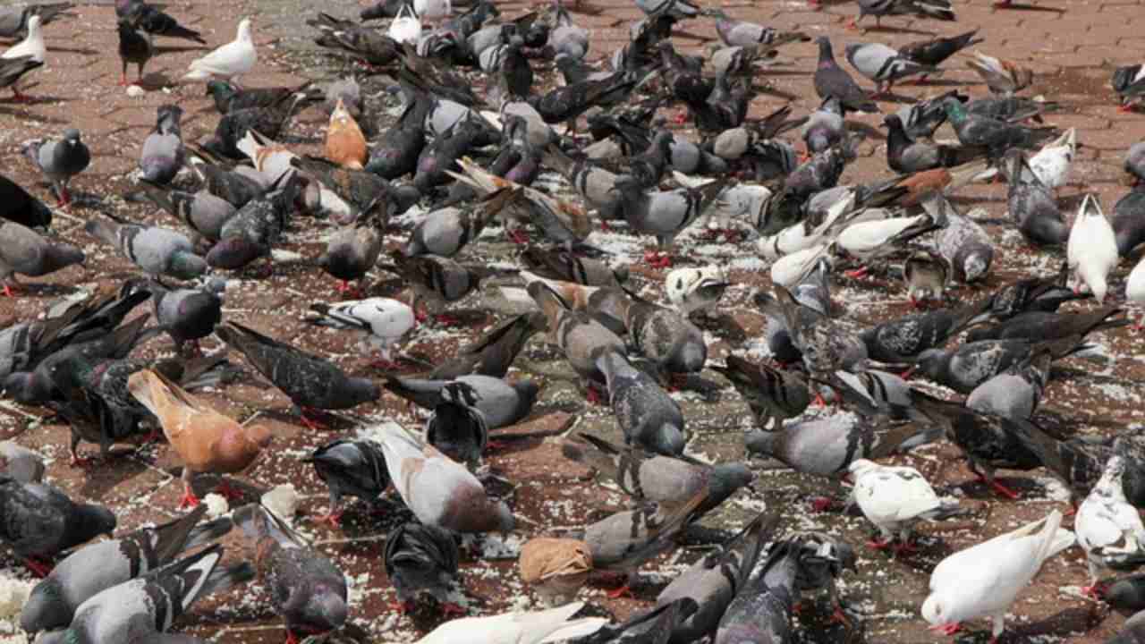 Dar da mangiare agli uccelli selvatici: cosa succede