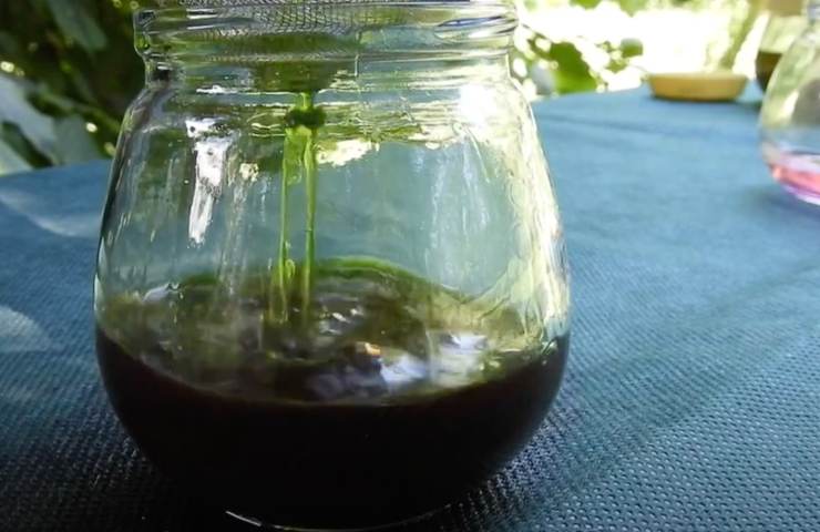 esperimento estrarre clorofilla pianta