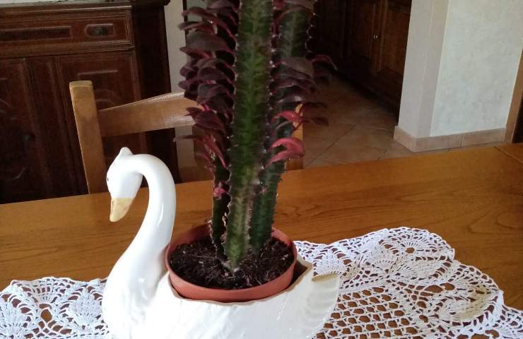 Euphorbia trigona, succulenta, piantina, appartamento, giardino