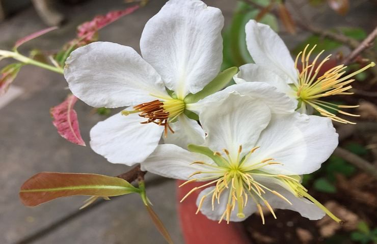 Si può coltivare in casa il Fiore di Bach