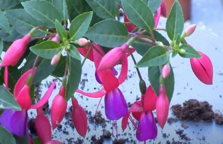 Fuchsia, il fiore misterioso