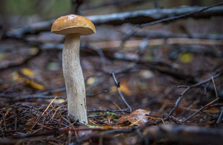 Dopo la pioggia quando è possibile uscire per raccogliere i funghi: cosa sapere 