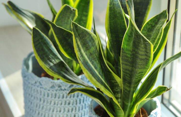 cure specifiche sansevieria