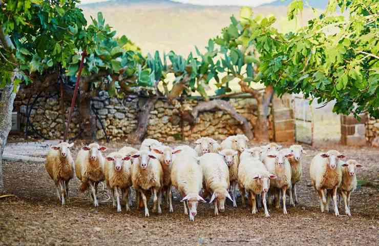 Sardegna 100 pastori Kirghizistan motivo 