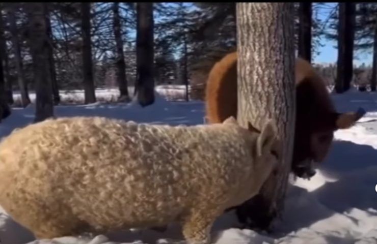 I mangalica, gli unici suini al mondo che producono la lana come le pecore
