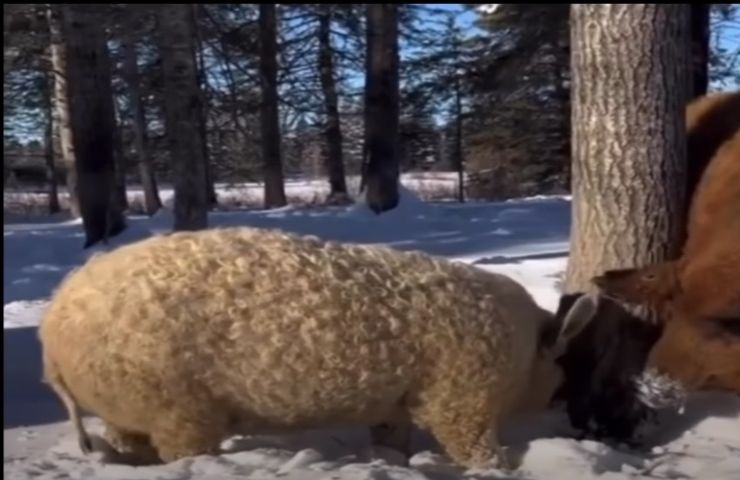I mangalica, gli unici suini al mondo che producono la lana come le pecore