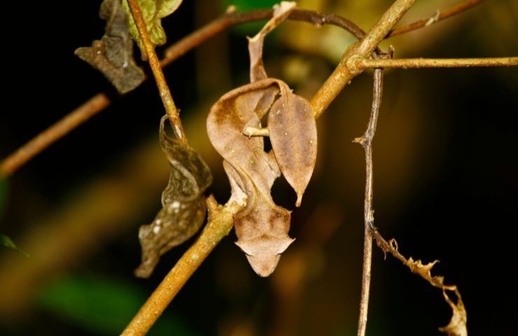 Uroplatus phantasticus caratteristiche