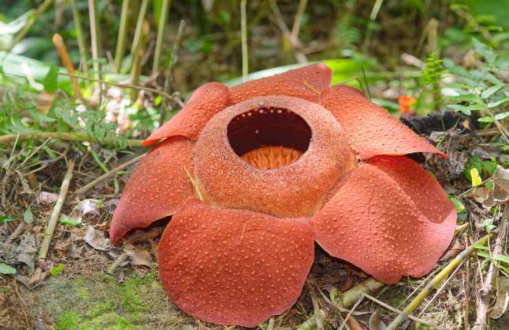 caratteristiche fiore rafflesia