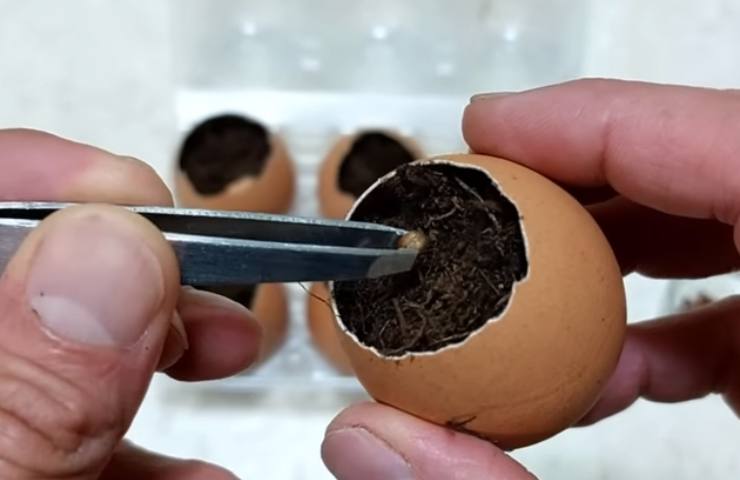 Bucherella l'uovo 