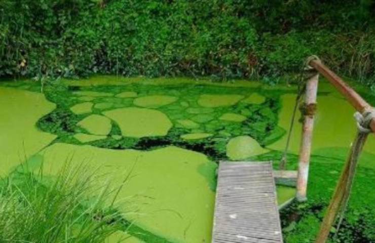 Alghe tossiche invadono il lago Neagh, la situazione è preoccupante