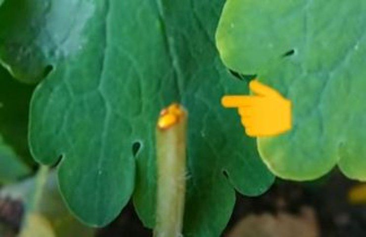 Celidonia, una pianta officinale molto potente