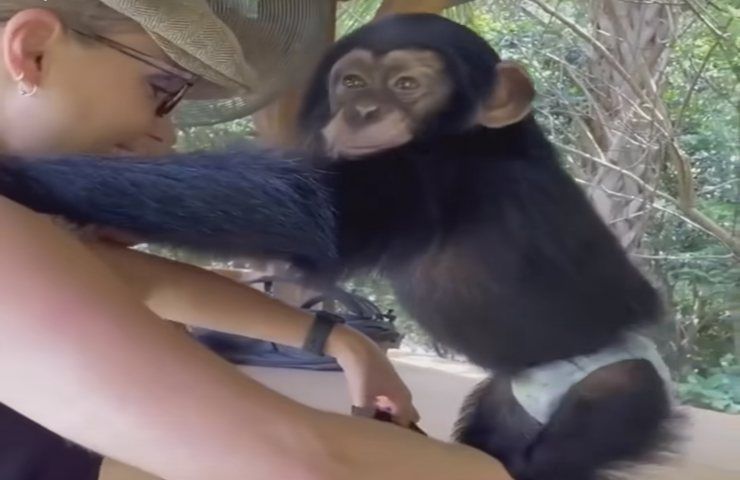 Cucciolo di scimmia reagisce così davanti alla mamma umana