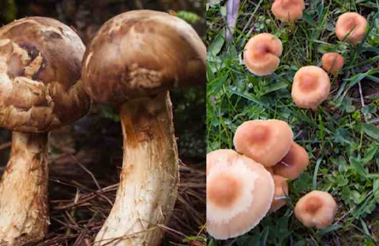 funghi commestibili