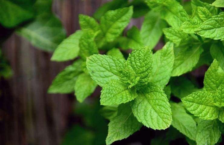 pericoli menta