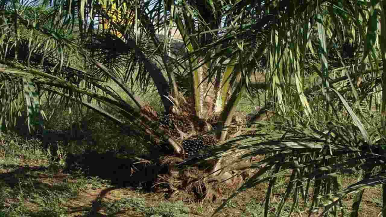 O óleo de palma e a pesquisa universitária viram tudo de cabeça para baixo: foi descoberta uma alternativa mais saudável