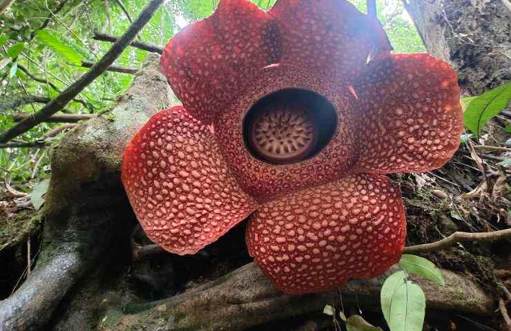 fiore gigante Asia