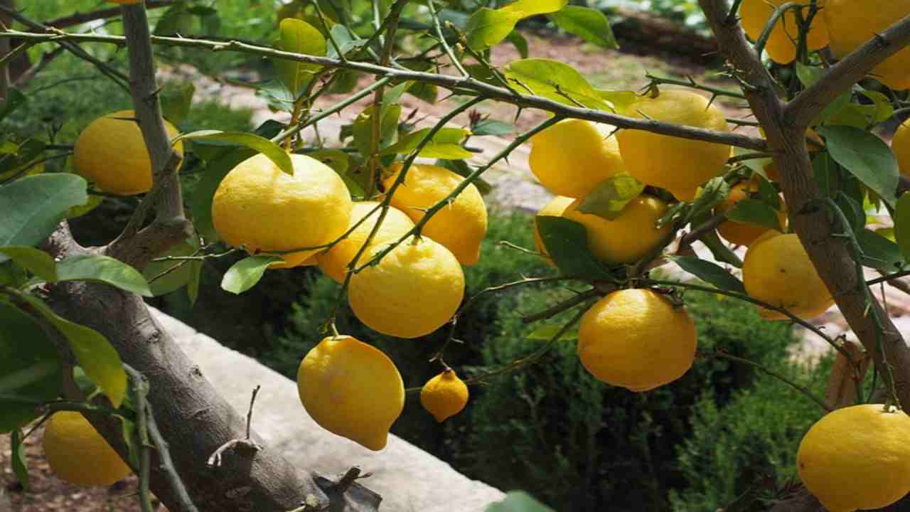 Come si chiama davvero l'albero di limoni