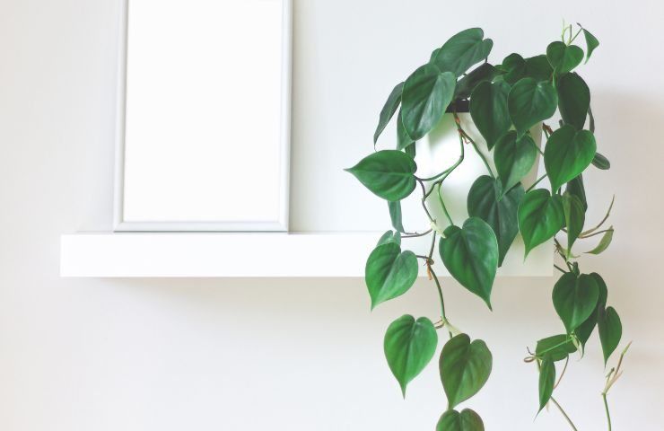 Come Appendere Piante Alla Parete O Al Soffitto Di Casa