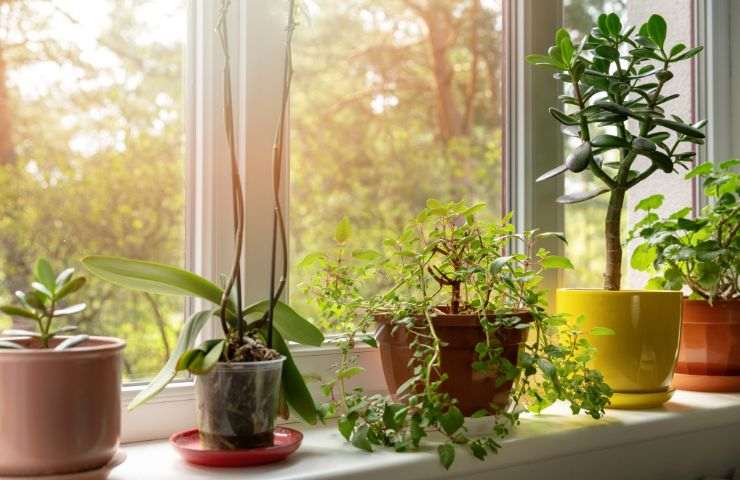 cura piante casa