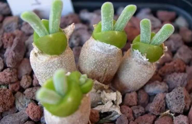 Succulenta coniglio