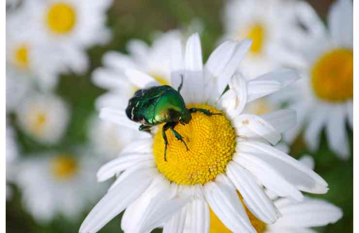 infestano la natura