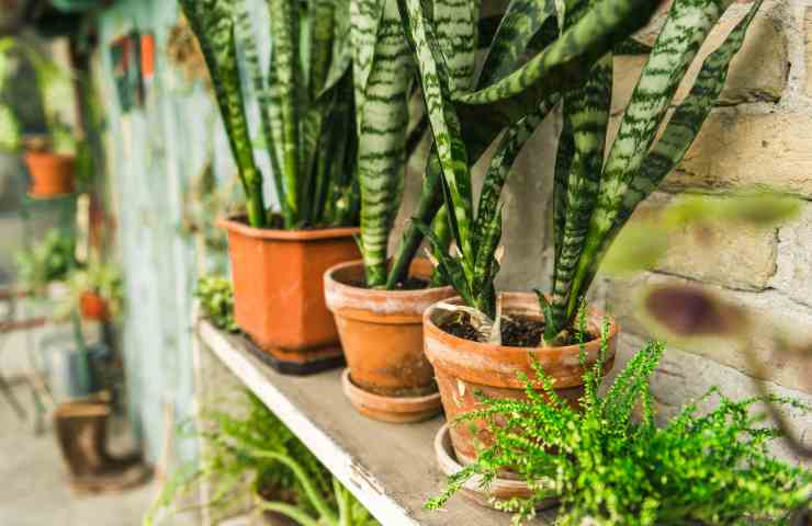 Sanseveria,