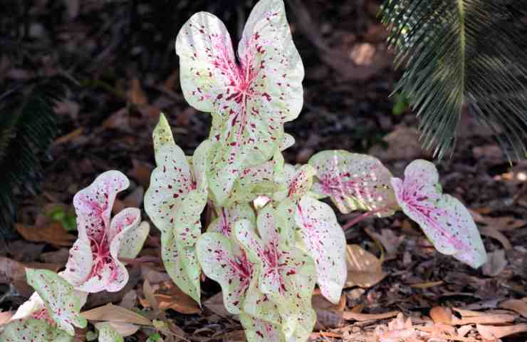 Caladium pianta "orecchio di elefante" 