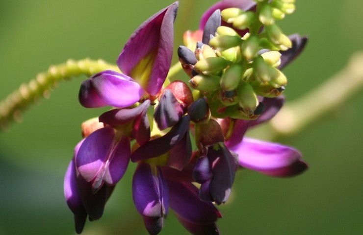 Topinambur Helianthus tuberosus, Pueraria Pueraria lobata, pianta, illegale, fiori, vietati