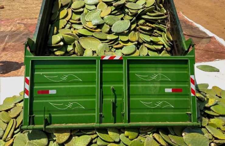 Pelle foglie cactus lavorazione